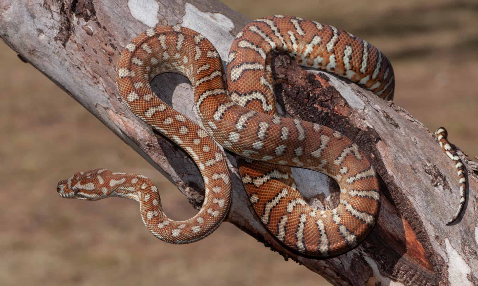 Bredl's python
