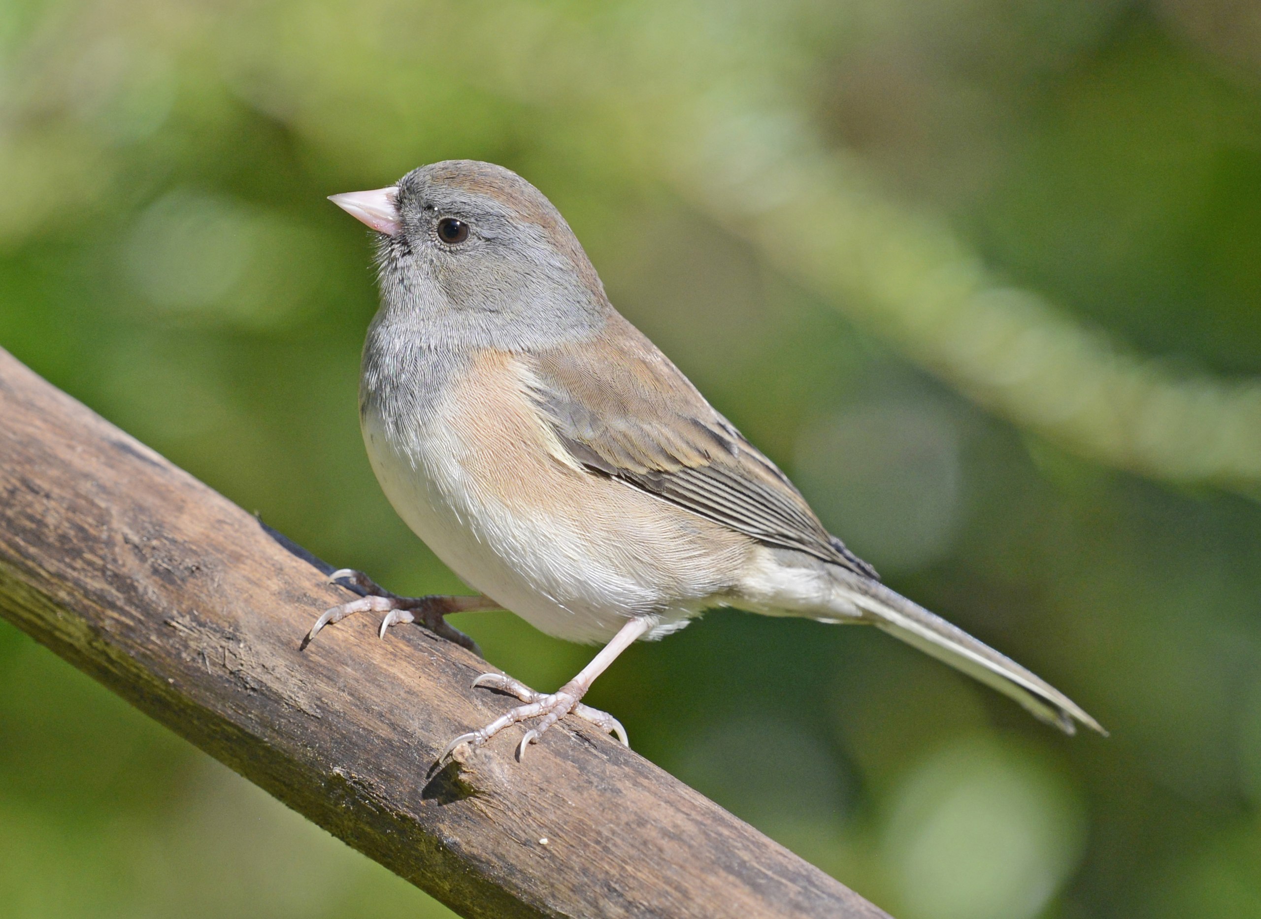 Junco hyemalis