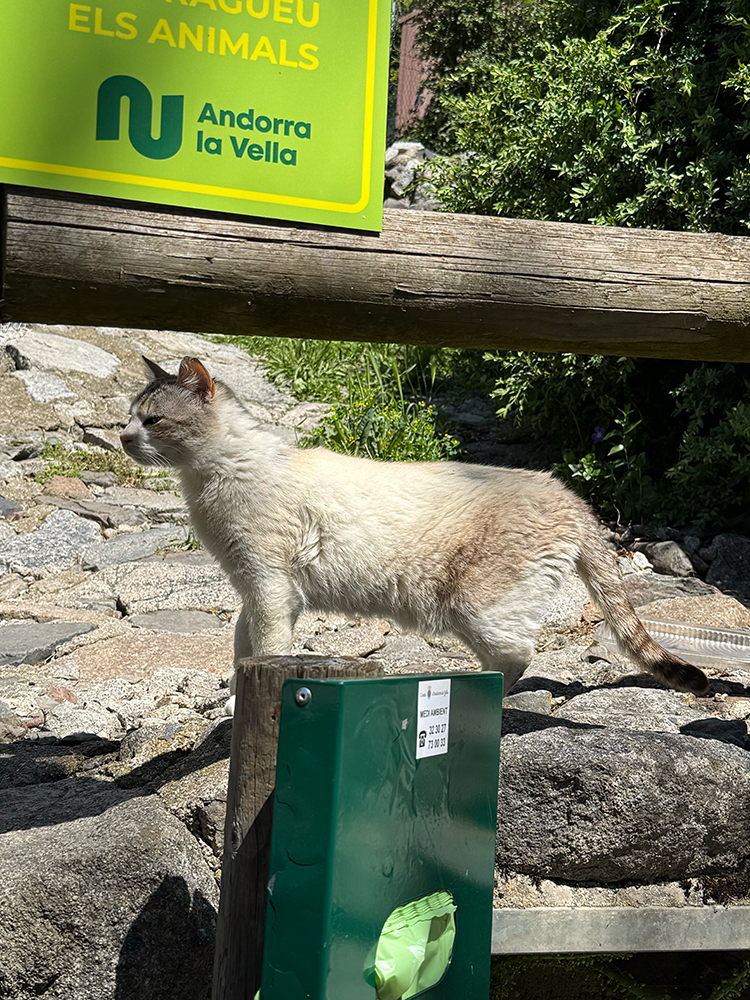 Cat along the Rec del Solà trail