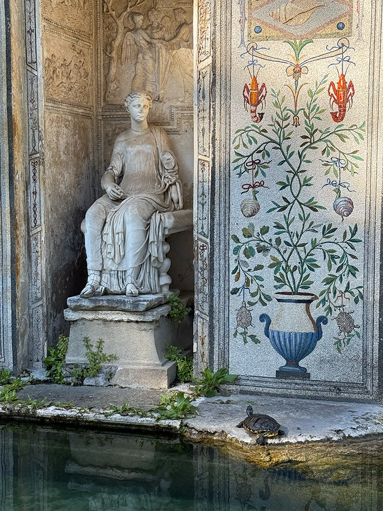 Turtle in Vatican City